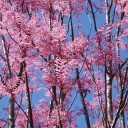 Semínka toony Toona sinensis Flamingo 30 ks Opadavý okrasný strom s růžovými mladými listy Na zahradu i jako solitéra na trávník 2