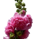 Semínka topolovky Alcea rosea Chater's Double Rose Pink, 20 ks, plné sytě růžové květy, výsadba do zahrad a trvalkových záhonů 2