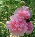Semínka topolovky Alcea rosea Chater's Double Rose Pink, 20 ks, plné sytě růžové květy, výsadba do zahrad a trvalkových záhonů 3