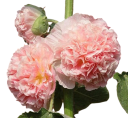 Semínka topolovky Alcea rosea Chater's Double Salmon Pink, 50 ks, plné lososově růžové květy, výsadba do zahrad a trvalkových záhonů 1