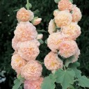 Semínka topolovky Alcea rosea Chater's Double Salmon Pink, 50 ks, plné lososově růžové květy, výsadba do zahrad a trvalkových záhonů 2