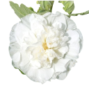 Semínka topolovky Alcea rosea Chater's Double White, 20 ks, plné bílé květy, výsadba do zahrad, k plotům a do trvalkových záhonů 3