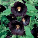 Semínka topolovky Alcea rosea Nigra, 40 ks, tmavě fialové až černé květy, výsadba pro zahrady a originální trvalkové kompozice 2