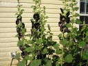 Semínka topolovky Alcea rosea Nigra, 40 ks, tmavě fialové až černé květy, výsadba pro zahrady a originální trvalkové kompozice 3