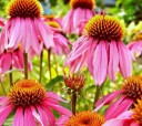 Semínka třapatkovka nachová Echinacea purpurea 100 ks robustní trvalka s růžovými květy pro velké záhony i prérijní výsadby 2