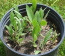Semínka třapatkovka nachová Echinacea purpurea 100 ks robustní trvalka s růžovými květy pro velké záhony i prérijní výsadby 3