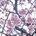 Semínka třešně Prunus cerasoides 20 ks Okrasný strom s růžovými květy a bronzovými mladými listy Na zahradu i do skleníku 2