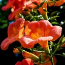 Semínka trubače kořenujícího Campsis radicans 20 ks otužilá popínavá rostlina s oranžovými trubkovitými květy pro výsev na zahradu 2