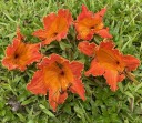 Semínka tulipánovníku Spathodea campanulata African Tulip Tree 50 ks Tropický strom s oranžově červenými květy Na pěstování i do sbírky 2