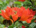 Semínka tulipánovníku Spathodea campanulata African Tulip Tree 50 ks Tropický strom s oranžově červenými květy Na pěstování i do sbírky 3