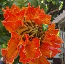 Semínka tulipánovníku Spathodea campanulata African Tulip Tree 50 ks Tropický strom s oranžově červenými květy Na pěstování i do sbírky 4