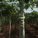 Semínka tykve Trichosanthes cucumerina Snake Gourd 20 ks Popínavá rostlina s dlouhými zelenými hadovitými plody Na oporu i do kuchyně 3