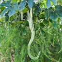 Semínka tykve Trichosanthes cucumerina Snake Gourd 5 ks Popínavá rostlina s dlouhými zelenými hadovitými plody Na oporu i do kuchyně 1