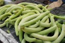 Semínka tykve Trichosanthes cucumerina Snake Gourd 5 ks Popínavá rostlina s dlouhými zelenými hadovitými plody Na oporu i do kuchyně 2