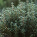 Semínka tymiánu Thymus vulgaris 1000 ks Kořenící bylinka s aromatickými zelenými listy a drobnými bílými květy Na záhon i do truhlíku 2