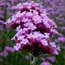 Semínka verbena argentinská Lilac 80 ks, vysoká jednoletá květina se světle fialovými chocholíky pro záhon, kytice a podporu motýlů 1