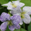 Semínka violky Viola sororia Freckles 10 ks Nízká trvalka s bílými tečkovanými květy Na záhon i do skalky a do truhlíku na balkon 1