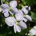 Semínka violky Viola sororia Freckles 10 ks Nízká trvalka s bílými tečkovanými květy Na záhon i do skalky a do truhlíku na balkon 2