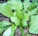 Semínka vodnice Brassica rapa subsp. rapa 50 ks tradiční kořenová zelenina s bílými kulatými bulvami pro výsev na zahradě i v truhlíku 2