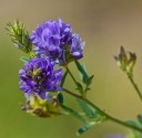 Semínka vojtěšky seté Medicago sativa 5000 ks Pícnina s fialovými květy Na zelené hnojení klíčky i krmení Pro zahradu a pole 3
