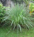 Semínka voňatka citronová Cymbopogon citratus 20 ks zelená aromatická tráva s citronovou vůní pro pěstování v kuchyni a zahradě 2