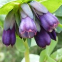 Semínka voskovka větší Cerinthe major 10 ks neobvyklá medonosná letnička s modrými zvonkovitými květy pro zahradu i nádobu 3