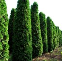 Semínka zeravu Thuja occidentalis 50 ks Stálezelený jehličnan se zelenými šupinatými listy Na živý plot i na zahradu a k tvarování 2