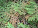 Semínka zeravu Thuja plicata 100 ks Stálezelený jehličnan s tmavě zelenými šupinatými listy Na živý plot i na zahradu a k tvarování 2