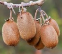 Semínka zlatého kiwi Actinidia chinensis, 10 ks, ovocná popínavá rostlina s chlupatými plody, výsadba na zahradu, pergolu a do nádob 1