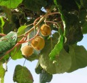Semínka zlatého kiwi Actinidia chinensis, 10 ks, ovocná popínavá rostlina s chlupatými plody, výsadba na zahradu, pergolu a do nádob 3
