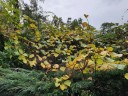 Semínka zlatého kiwi Actinidia chinensis, 10 ks, ovocná popínavá rostlina s chlupatými plody, výsadba na zahradu, pergolu a do nádob 4