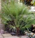 Semínka žumara nízká Chamaerops humilis var. cerifera 5 ks mrazuvzdorná vějířovitá palma se stříbřitě modrými listy do zahrady 2