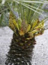 Semínka žumara nízká Chamaerops humilis var. cerifera 5 ks mrazuvzdorná vějířovitá palma se stříbřitě modrými listy do zahrady 3