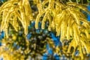 Semințe Acacia catechu, 10 buc, acacia exotică cu frunziș fin penat de culoare verde deschis, plantare în vase, seră și grădină de colecție 3