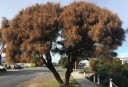 Semințe Allocasuarina verticillata, 10 buc, copac australian cu ramuri pendente și coroană rotundă, plantare pentru grădină și colecționari 3