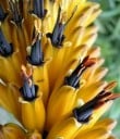 Semințe Aloe marlothii subsp. marlothii, ambalaj 30 buc, aloe africană impunătoare pentru colecționari și cultivatori cu colecții de suculente 2