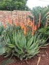Semințe Aloe reitzii, 10 buc, suculent sud-african cu flori roșii-portocalii, plantare pentru colecționari și colecții de suculente 3