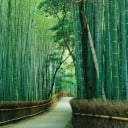 Semințe asiatic bambusu Bambusa bambos 200 bucăți ambalaj mare de iarbă tropicală cu tulpini verzi pentru semănatul exoticelor și crearea unui perete verde 2