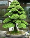 Semințe Cryptomeria japoneze Cryptomeria japonica 200 bucăți, conifer cu creștere rapidă și cu o acoperire verde pentru plantarea parcurilor 1