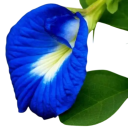 Semințe de clitorie ternatea Clitoria ternatea 10 bucăți plantă cățărătoare cu flori albastre pentru ceai butterfly pea cultivare din semințe 2