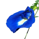 Semințe de clitorie ternatea Clitoria ternatea 20 bucăți plantă tropicală cățărătoare cu flori comestibile albastre pentru grădină, balcon și foișor 2