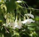 Semințe de dăruire Wrightia religiosa Water Jasmine 10 buc. Dăruire tropicală cu flori albe parfumate. Pentru bonsai și în ghiveci pe terasă 2