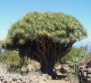Semințe de drachinec rumelcov Dracaena draco 10 buc. copac canarian cu frunze verzi pentru cultivare în interior și sere 1