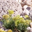 Semințe de fenicul marin Crithmum maritimum 5 buc halofit aromatizat comestibil pentru grădini de piatră și straturi de ierburi de bucătărie însorite 2