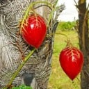Semințe de floarea-Pasiunii passiflora foetida 5 buc Popinătoare cu fructe roșii în frunze dantelate Pentru seră și suport în cameră 1