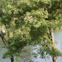 Semințe de kratéva trojlistá Crateva adansonii 10 buc subtropicală cu flori în formă de evantai pentru ghiveci și colecția botanică 4