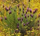 Semințe de Lavandulă Stopcată Lavandula Pedunculata 1000 buc Flori Violete Plantă Aromatică Perennială pentru Ghiveci Grădină și Stâncă Cultivare 2