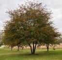 Semințe de păducel chinezesc Crataegus pinnatifida 10 bucăți, pom fructifer chinezesc cu fructe comestibile și frunze penate pentru o plantare neobișnuită 4