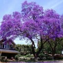 Semințe de paulovnie Paulownia elongata 100 buc Răsad rapid al unui copac ornamental cu flori tubulare violet 1