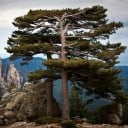 Semințe de pin negru Pinus nigra laricio 15 buc Crescut conifer cu ace verzi închise 1